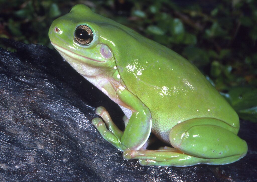 australian green tree frog (1)