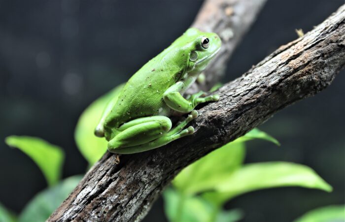 australian green tree frog (3)