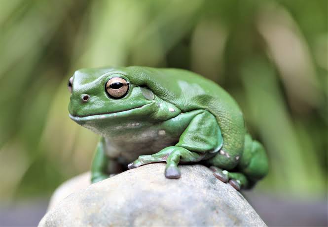 australian green tree frog (4)