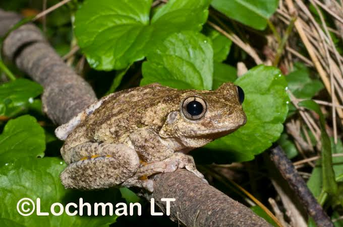 discover tyler's tree frog key facts on habitat, diet, and life cycle (1)