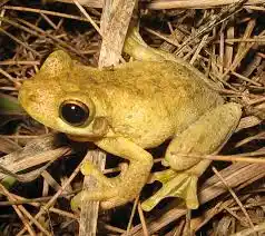 discover tyler's tree frog key facts on habitat, diet, and life cycle (1)