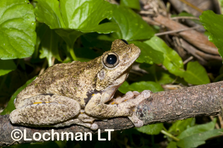 discover tyler's tree frog key facts on habitat, diet, and life cycle (2)