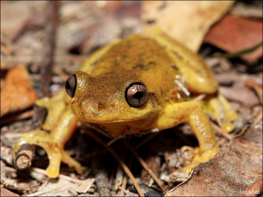 discover tyler's tree frog key facts on habitat, diet, and life cycle (3)