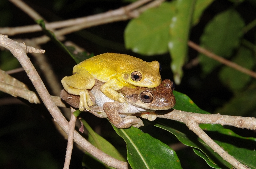 discover tyler's tree frog key facts on habitat, diet, and life cycle