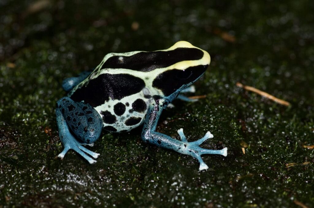 dyeing poison dart frogs essential facts about their habitat and life cycle (1)