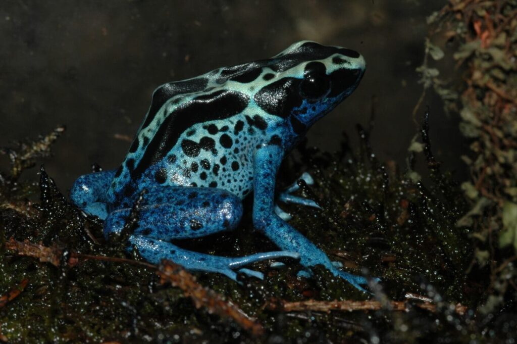 dyeing poison dart frogs essential facts about their habitat and life cycle (1)