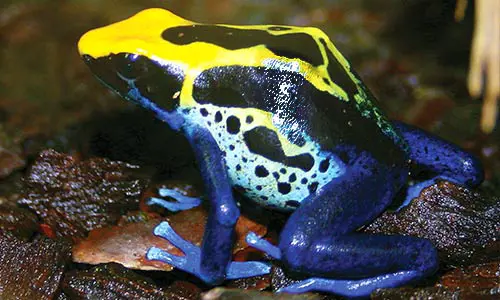 dyeing poison dart frogs essential facts about their habitat and life cycle (1)