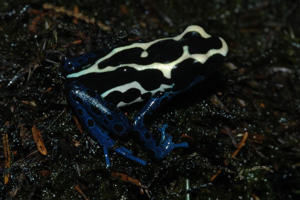 dyeing poison dart frogs essential facts about their habitat and life cycle (2)