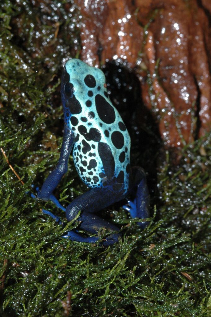 dyeing poison dart frogs essential facts about their habitat and life cycle (3)