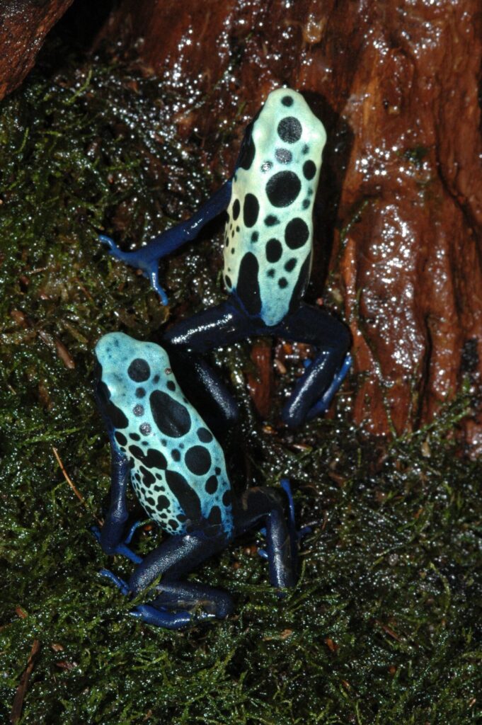 dyeing poison dart frogs essential facts about their habitat and life cycle (4)