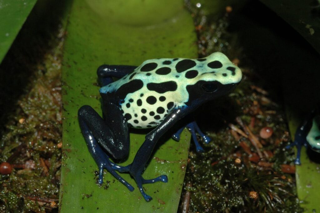 dyeing poison dart frogs essential facts about their habitat and life cycle (5)