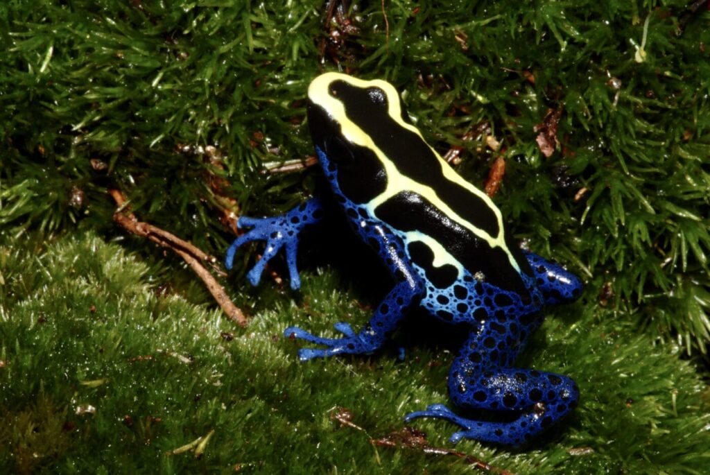 dyeing poison dart frogs essential facts about their habitat and life cycle (6)