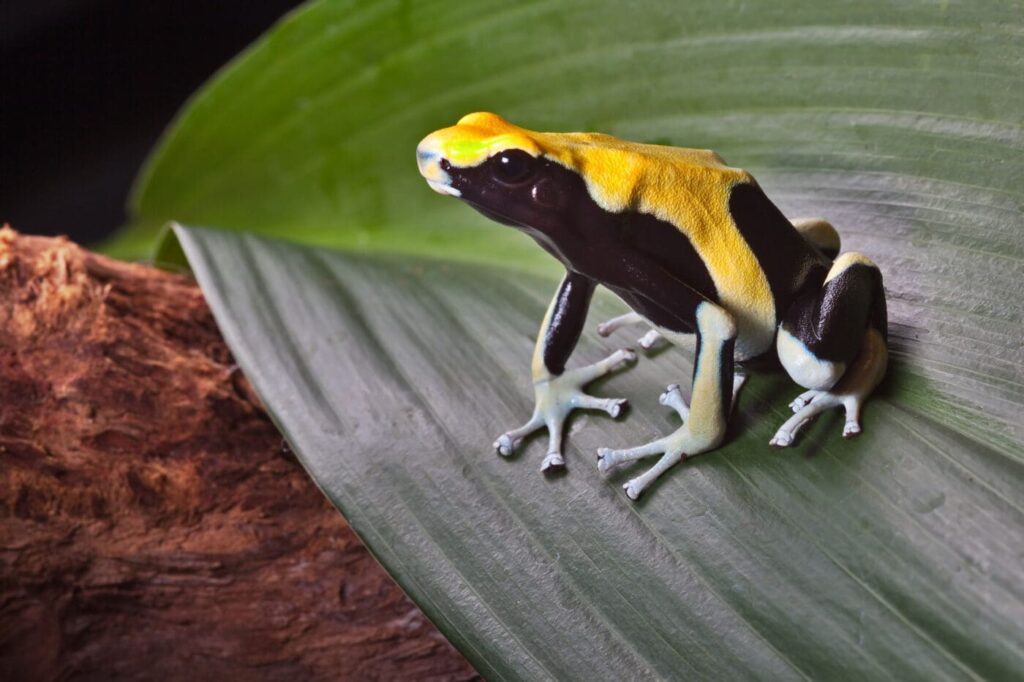 dyeing poison dart frogs essential facts about their habitat and life cycle (7)