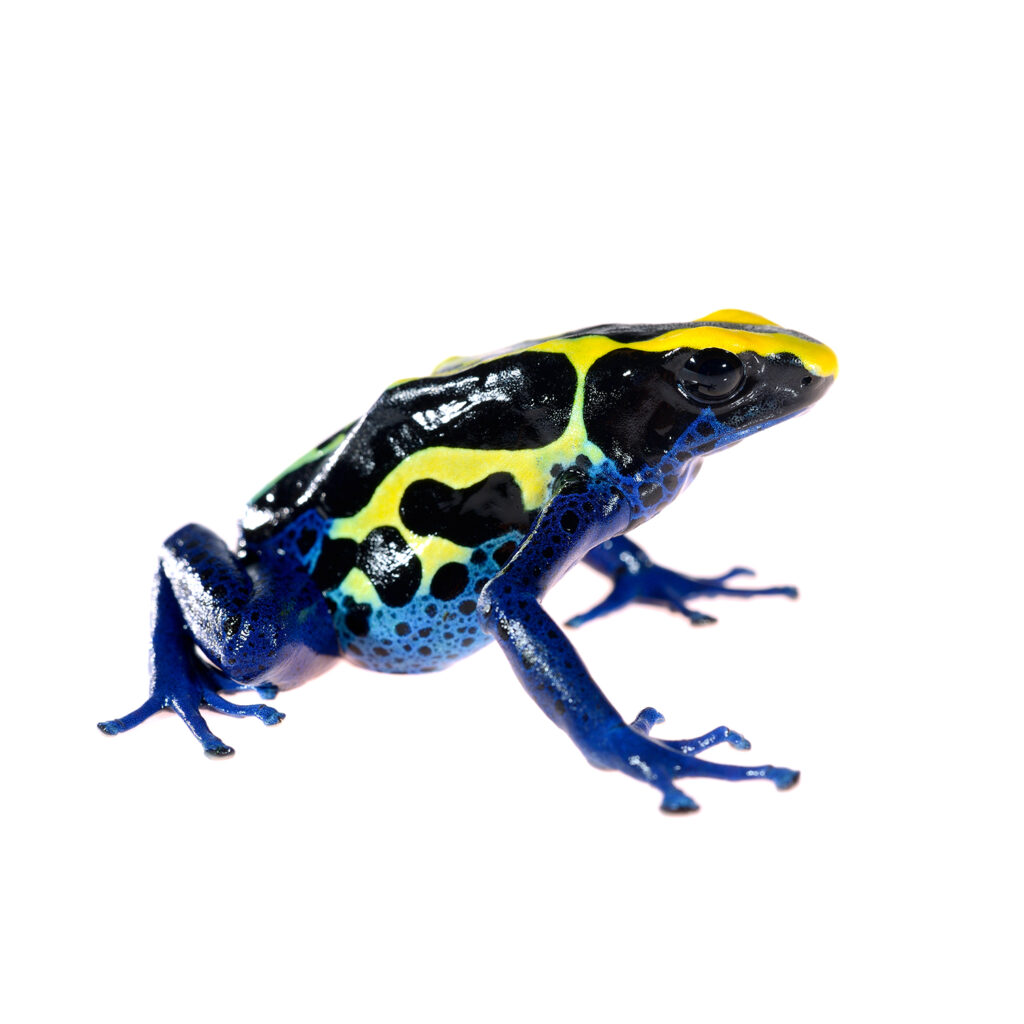 blue dyeing dart frog dendrobates tinctorius isolated on white