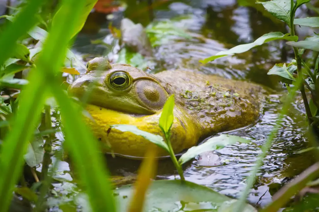 exploring the american bullfrog diet, habitat, and fascinating facts (1)