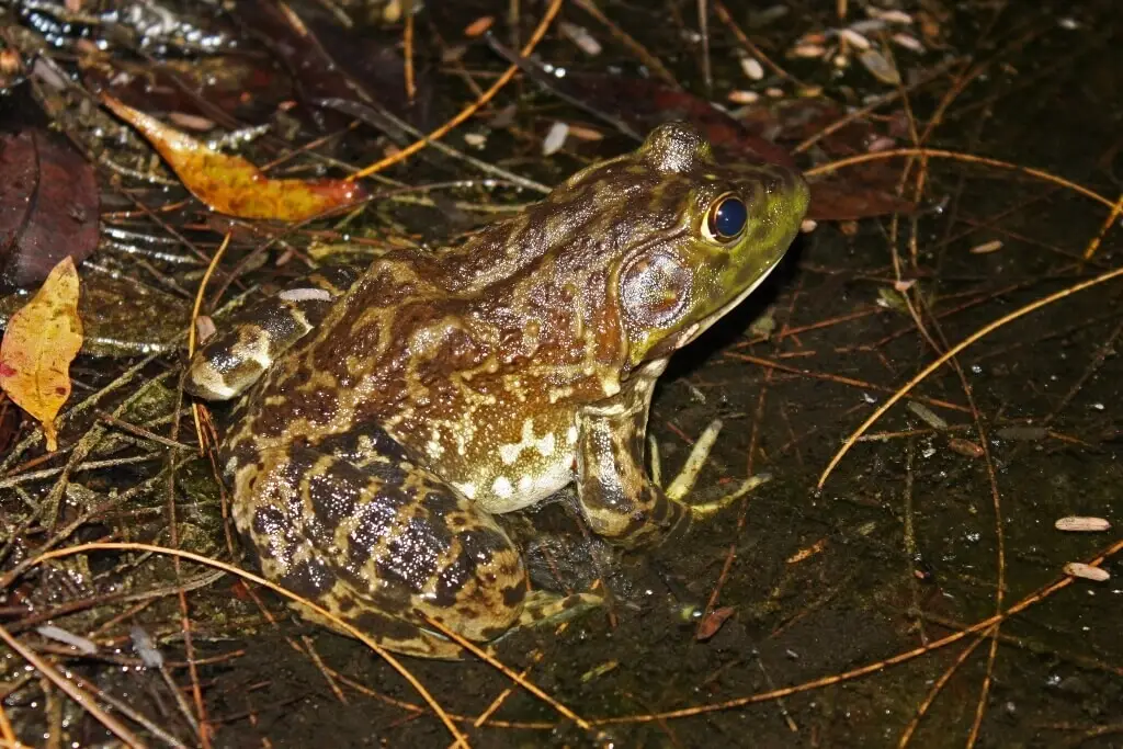 exploring the american bullfrog diet, habitat, and fascinating facts (2)