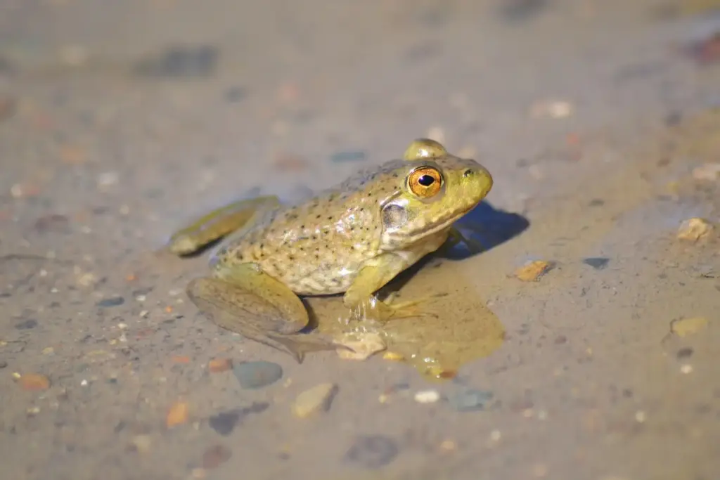 exploring the american bullfrog diet, habitat, and fascinating facts (3)