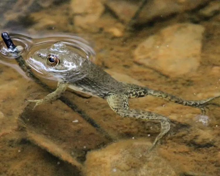 exploring the american bullfrog diet, habitat, and fascinating facts (4)