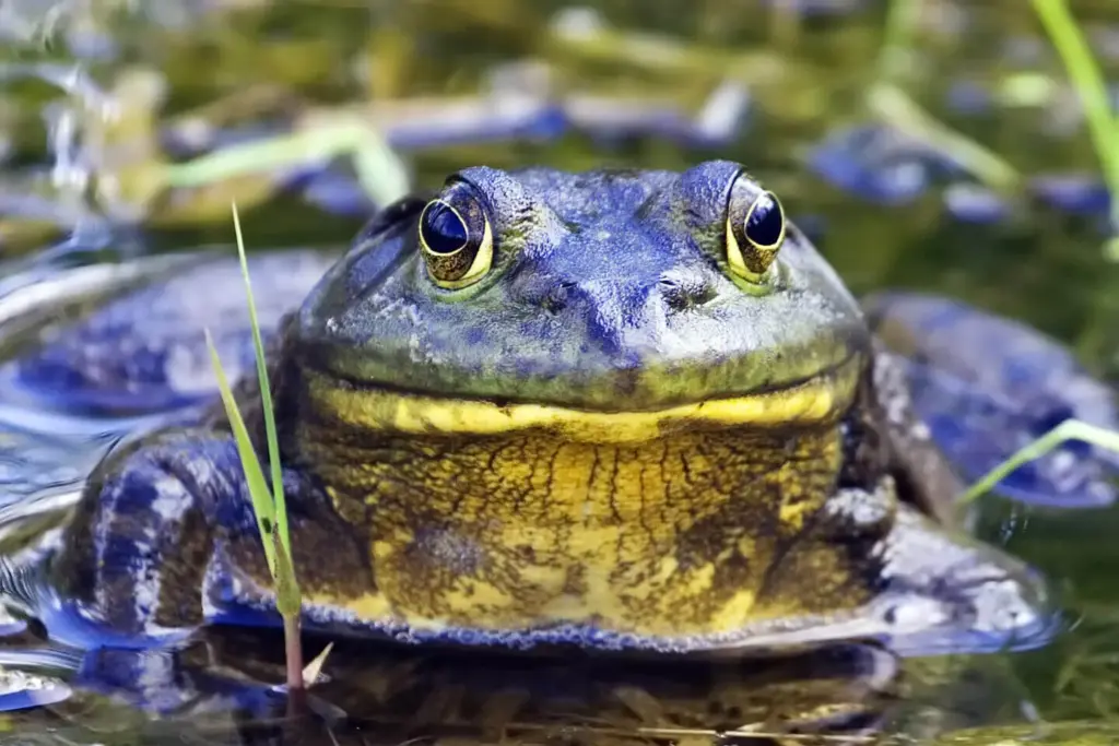 exploring the american bullfrog diet, habitat, and fascinating facts (5)