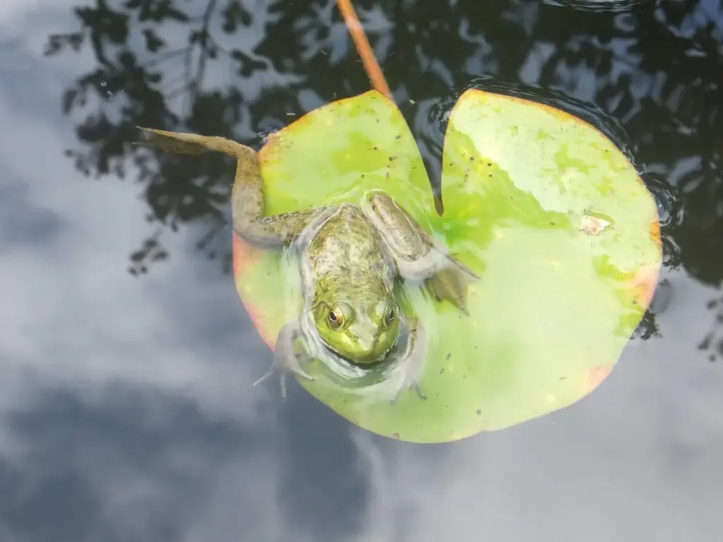 exploring the american bullfrog diet, habitat, and fascinating facts (6)