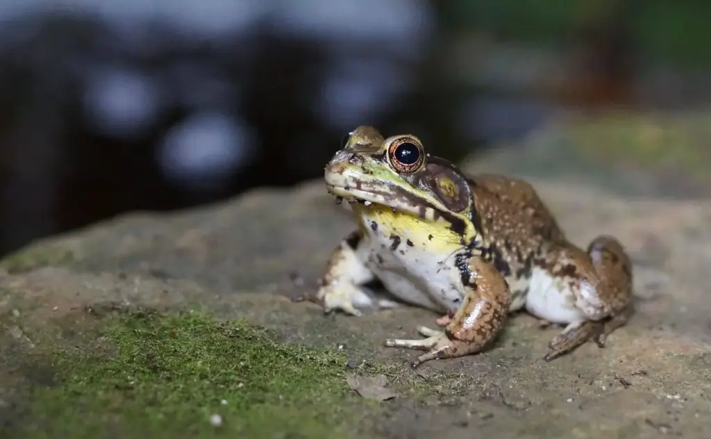 exploring the american bullfrog diet, habitat, and fascinating facts (7)