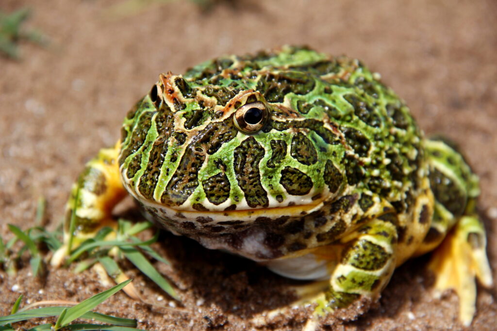 exploring the argentine horned frog habitat, diet, and life cycle insights (1)