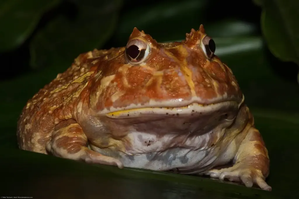 exploring the argentine horned frog habitat, diet, and life cycle insights (1)