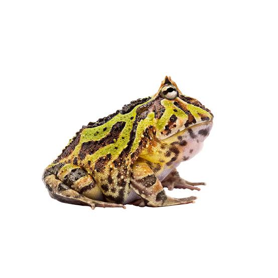 exploring the argentine horned frog habitat, diet, and life cycle insights (2)