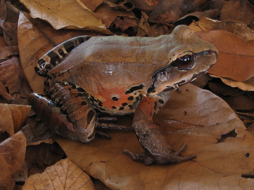 exploring the smoky jungle frog habitat, diet, and life cycle insights (1)