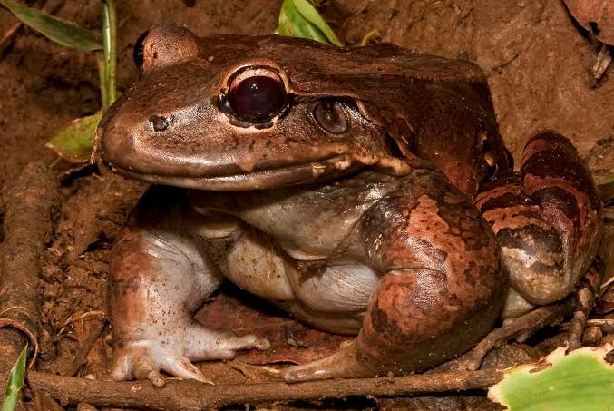 exploring the smoky jungle frog habitat, diet, and life cycle insights (1)