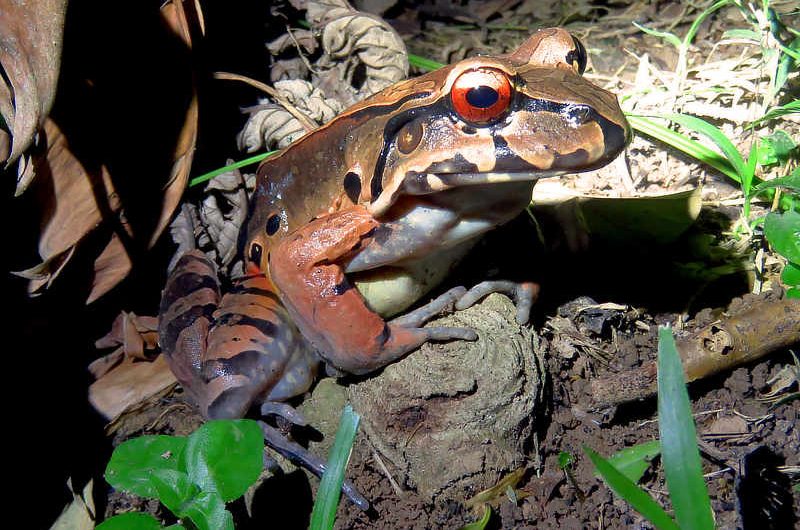 exploring the smoky jungle frog habitat, diet, and life cycle insights (2)