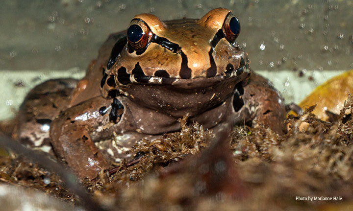 exploring the smoky jungle frog habitat, diet, and life cycle insights (3)