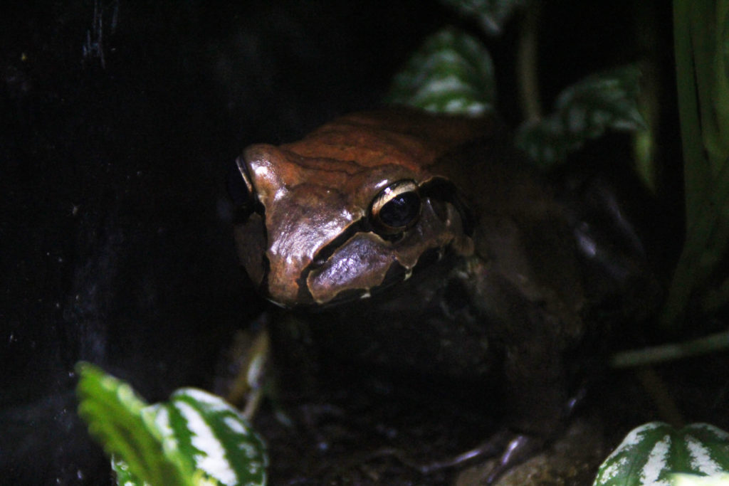 exploring the smoky jungle frog habitat, diet, and life cycle insights (4)