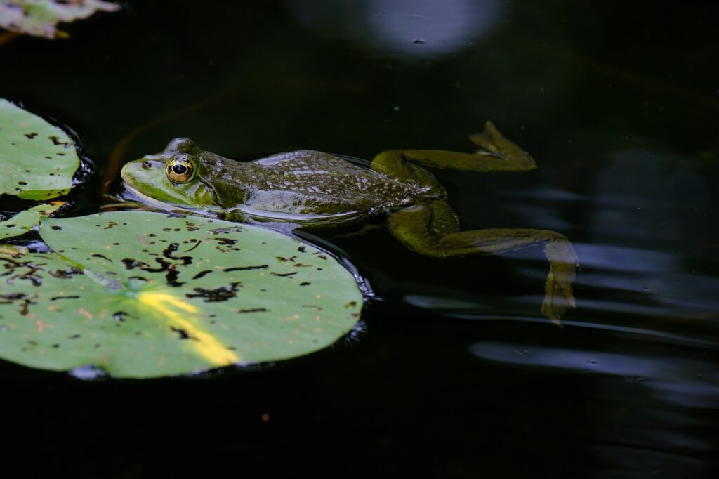 The Plight of Amphibians and Reptiles