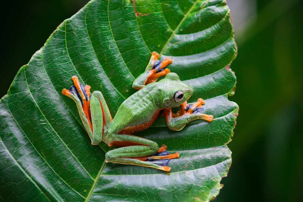 frog species names exploring the fascinating world of frog species names