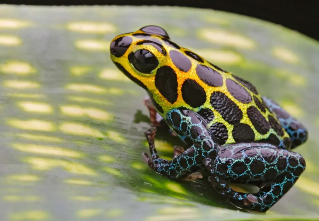 frog species names exploring the fascinating world of frog species names