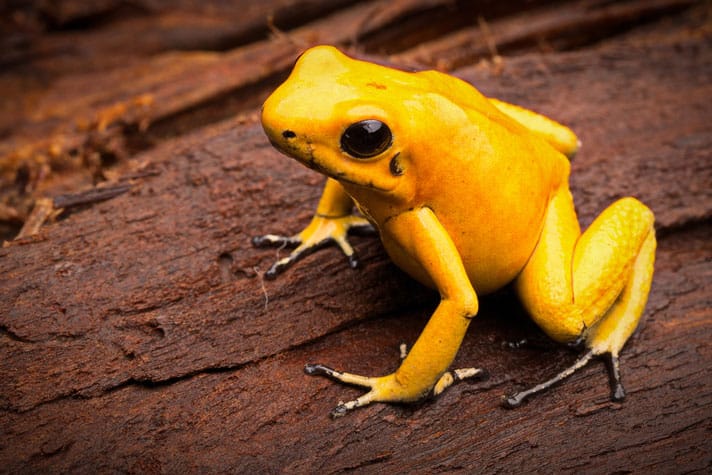 golden poison frog habitat, diet, and fascinating life cycle facts (1)