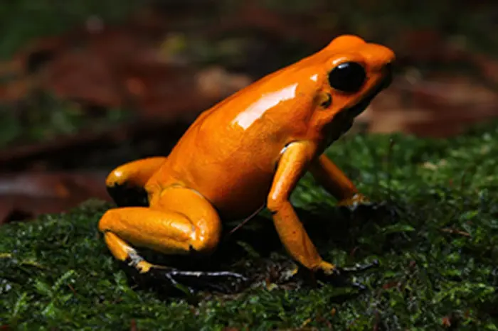 golden poison frog habitat, diet, and fascinating life cycle facts (1)