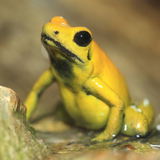 golden poison frog habitat, diet, and fascinating life cycle facts (2)