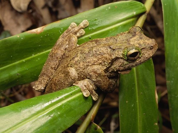 green eyed tree frogs unique facts about their habitat and diet (1)