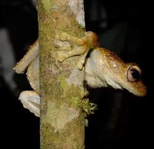 green eyed tree frogs unique facts about their habitat and diet (2)