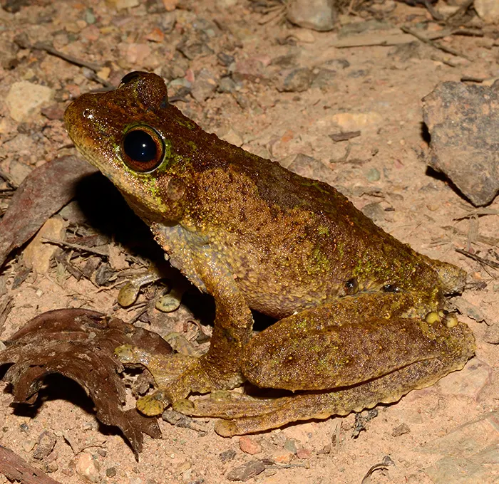 green eyed tree frogs unique facts about their habitat and diet (3)