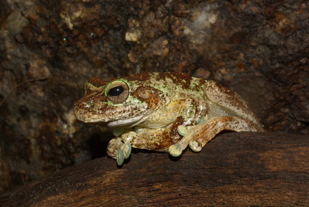 green eyed tree frogs unique facts about their habitat and diet (4)