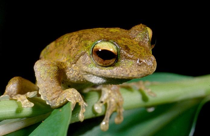 green eyed tree frogs unique facts about their habitat and diet (5)