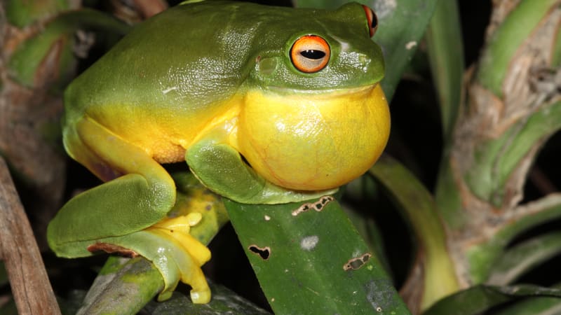 life cycle and habitat of the orange eyed tree frog a deep dive into ranoidea chloris (1)