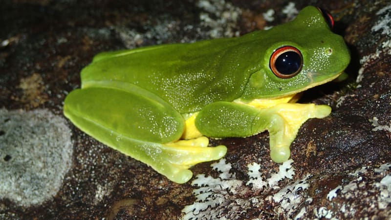 life cycle and habitat of the orange eyed tree frog a deep dive into ranoidea chloris (2)