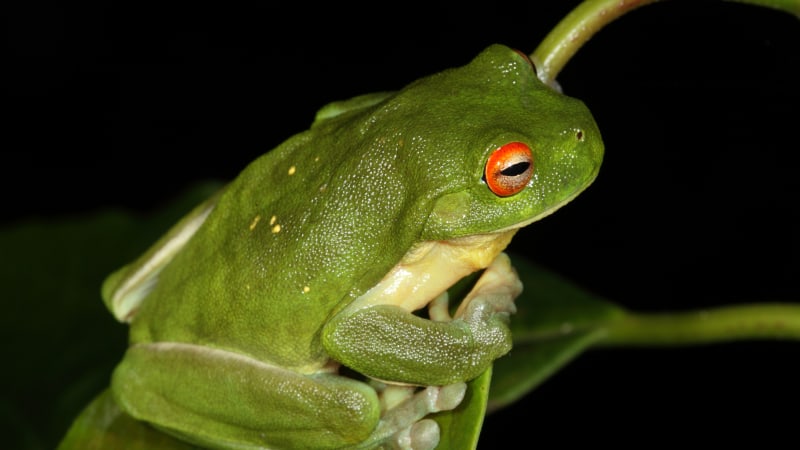 life cycle and habitat of the orange eyed tree frog a deep dive into ranoidea chloris (3)