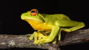 life cycle and habitat of the orange eyed tree frog a deep dive into ranoidea chloris (4)