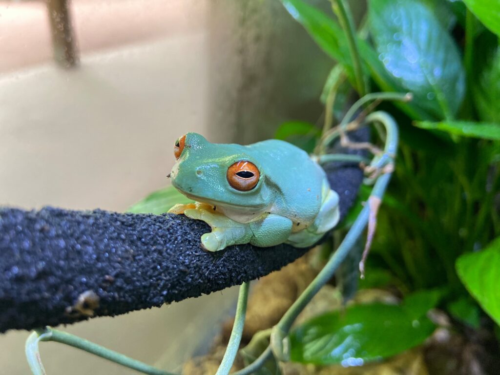 life cycle and habitat of the orange eyed tree frog a deep dive into ranoidea chloris (5)