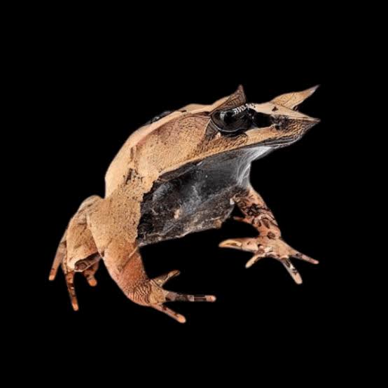 long nosed horned frog essential facts about its habitat, diet, and life cycle (1)